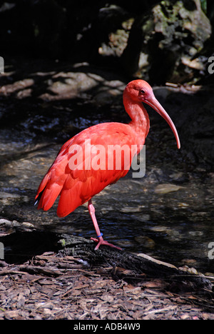 Scarlet Ibis bird Lowry Park Zoo Tampa Florida FL votato come il numero uno zoo negli Stati Uniti Foto Stock