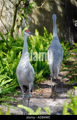 Gru Sandhill Lowry Park Zoo Tampa Florida FL votato come il numero uno zoo negli Stati Uniti Foto Stock