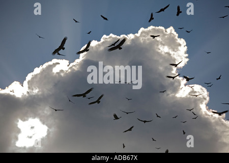 Avvoltoi nero (Coragyps atratus) in grande gregge volteggiare nel cielo sopra la Everglades Foto Stock