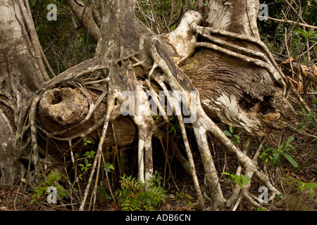 Vecchio fico strangler, con radici aeree, Ficus aurea Foto Stock