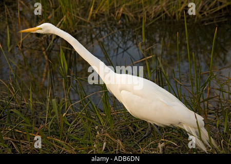 Grande airone bianco o grande airone bianco Egretta alba Ardea alba Foto Stock