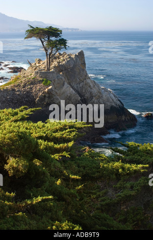 Il Lone Cypress Foto Stock