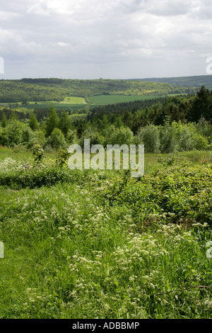 Una vista di Chiltern Hills da Wendover foresta, Buckinghamshire, UK Foto Stock