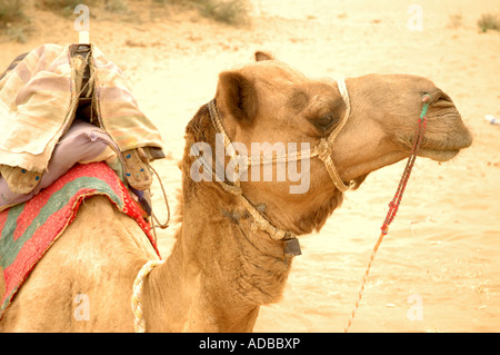 Camel nel Rajasthan deserto vicino al confine pakistano Foto Stock