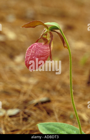 Ladyslipper rosa, Cypripedium acaule, modulo comune Foto Stock