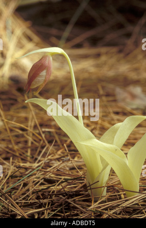 Ladyslipper rosa, Cypripedium acaule, rare albino Foto Stock