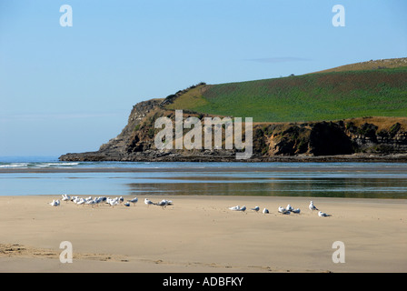 Surat Bay Catlins Isola del Sud della Nuova Zelanda Foto Stock