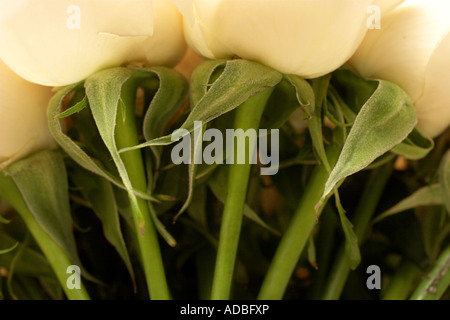 In prossimità delle rose in un mazzo di nozze Foto Stock