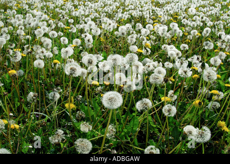 Il tarassaco nelle sementi - Taraxacum. Foto Stock