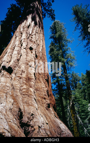 Giganteschi alberi di sequoia General Grant Grove Sequoia National Park California USA Foto Stock