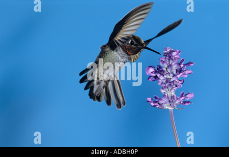 Anna's Hummingbird Calypte anna maschio in volo su alimentazione Salvia Salvia sp Miller Canyon Arizona STATI UNITI D'AMERICA AGOSTO 2004 Foto Stock