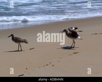 Willet maschio cercando di attrarre femmine sulla spiaggia a Fenwick Island State Park Delaware Stati Uniti d'America Foto Stock