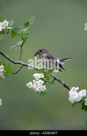 PIED FLYCATCHER Ficedula hypoleuca Galles femmina Foto Stock