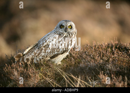 Breve EARED OWL asio flammeus North Uist Ebridi Foto Stock