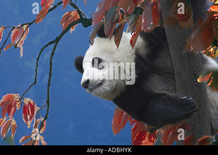 Panda gigante sulla struttura ad albero con la caduta delle foglie Wolong Cina Sichuan Foto Stock