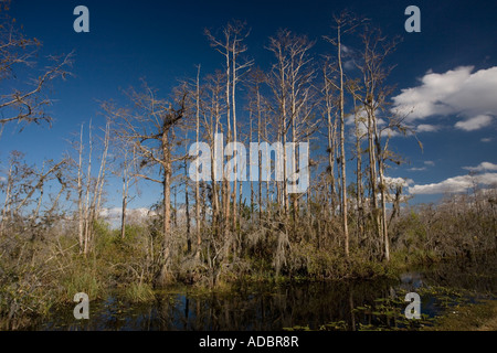 Palude di bosco di cipressi in Big Cypress National Preserve Florida Everglades Foto Stock