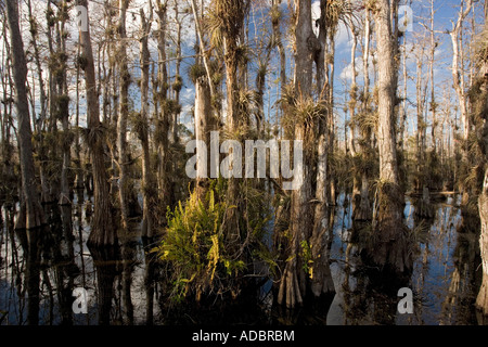 Palude di bosco di cipressi in Big Cypress National Preserve Florida Everglades Taxodium distichum Foto Stock