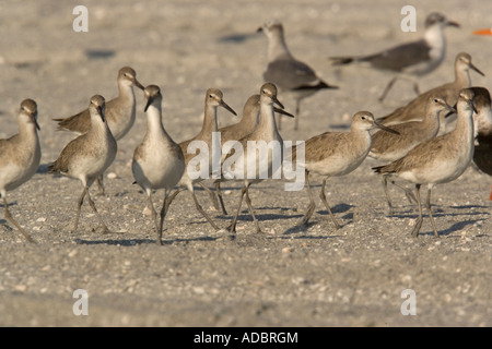 Gruppo di Willets su foreshore Foto Stock