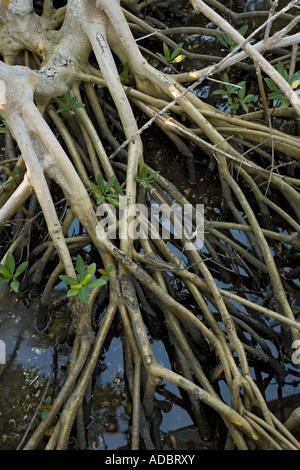 Mangrovia rossa (Rhizophora mangle) stilt radici esposte a bassa marea con le piantine che crescono attraverso di esse Foto Stock