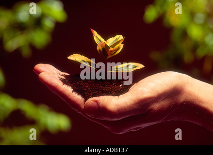 Mano che tiene verde semenzatura con suolo Foto Stock