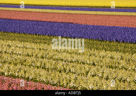 Un raccolto di multi-colore di primavera giacinti e narcisi in fiore in olandese i campi di bulbi Foto Stock