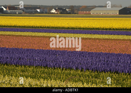 Un raccolto di multi-colore di primavera giacinti e narcisi in fiore in olandese i campi di bulbi Foto Stock