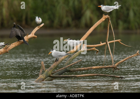 Royal sterne e Neotropical cormorano appollaiato sul log in estuario del fiume Foto Stock