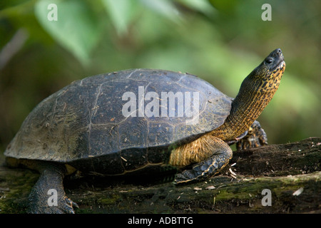 Legno nero Tartaruga (Rhinoclemmys funerea) close-up Foto Stock