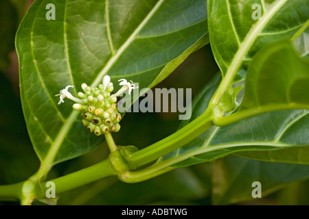 Il Noni o Indian mulberry medicinali per molti scopi Morinda citrifolia Foto Stock