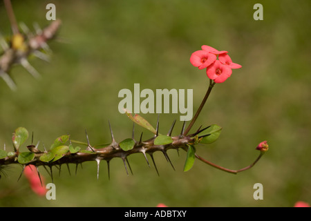 La corona di spine di euforbia Euphorbia millii Madagascar Foto Stock