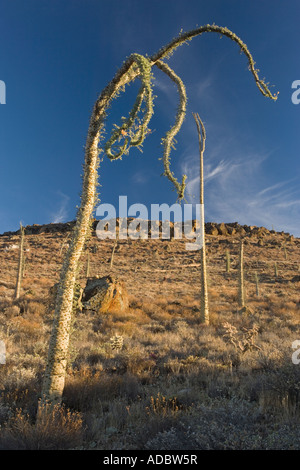 Alberi Boojum 'Fouquieria columnaris' in cactus parte ricca del deserto di Sonora sul lato ovest della Baja California, Messico Foto Stock