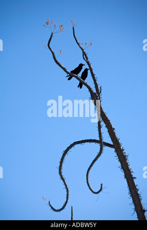 Coppia di corvi comune (Corvus corax) arroccato in una struttura ad albero boojum (Fouquieria columnaris) costa ovest della Baja California, Messico Foto Stock