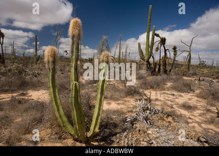 Vecchio cactus o Senita, Lophocereus schottii, nella parte ricca di cactus del deserto di sonora sul lato ovest della Baja California Foto Stock