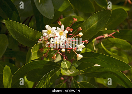 Drimys winteri, corteccia di inverno, o canelo, Foto Stock