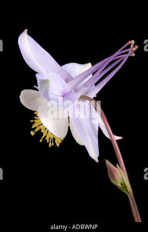 Aquilegia Blue Star Columbine contro uno sfondo nero Foto Stock