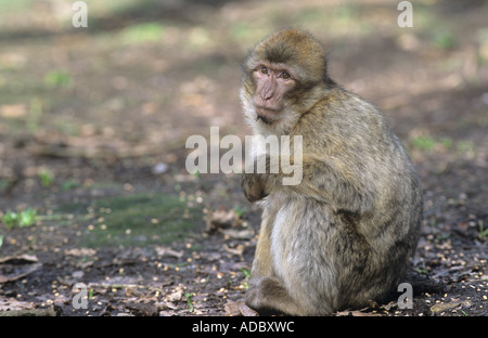 Barbary Macaque Macaca sylvanus presso la foresta delle scimmie, Trentham, vicino a Stoke Foto Stock