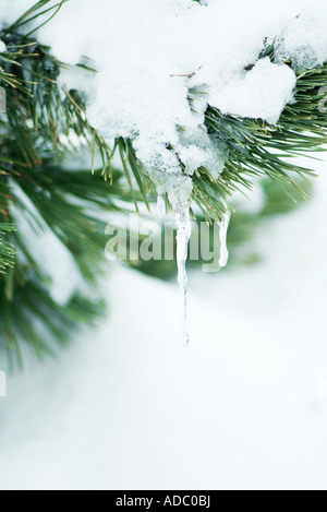 Ramo di Evergreen coperte di neve e ghiaccioli Foto Stock