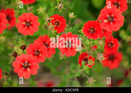 Cinquefoil rosso fiori che sbocciano. Potentilla Gibson Scarlet Foto Stock