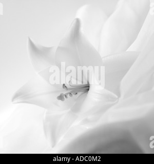 Giglio Bianco fiore Lilium longiflorum Foto Stock