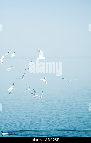 Gabbiani in bilico su acqua, anatra nuotare nella direzione opposta Foto Stock