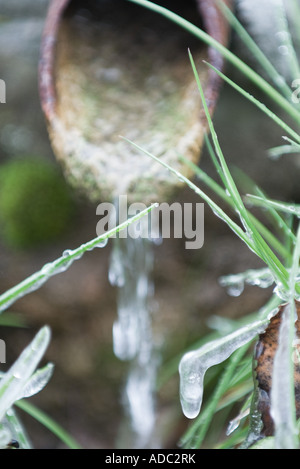 L'acqua che scorre dal tubo, congelate di vegetazione in primo piano Foto Stock