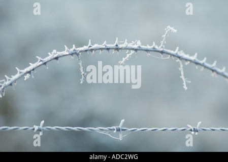 Coperto di brina il filo spinato e ramo spinoso Foto Stock
