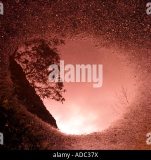 Alberi e cielo riflesso nella pozza di pioggia Foto Stock