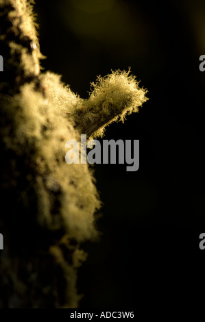 Uomo vecchio con la barba, barba Lichen, o Treemoss, Usnea, Patagonia Foto Stock