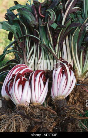 Il radicchio e bietole Foto Stock