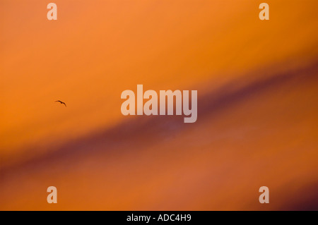 Rosso tramonto Cielo e un uccello, Rio Gallegos, Santa Cruz, Patagonia, Argentina Foto Stock