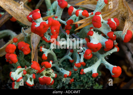 Soldato britannico lichen (Cladonia Cristatella) corpi fruttiferi, maggiore Sudbury, Ontario, Canada Foto Stock