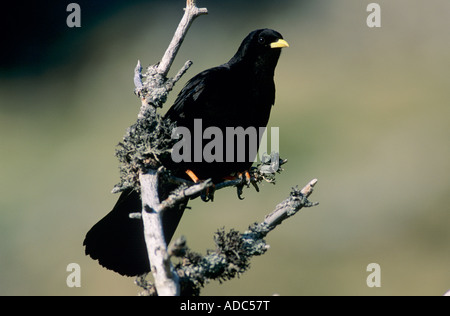 Alpine CHOUGH Pyrrhocorax graculus adulto Niederhorn Interlaken Svizzera Agosto 1998 Foto Stock