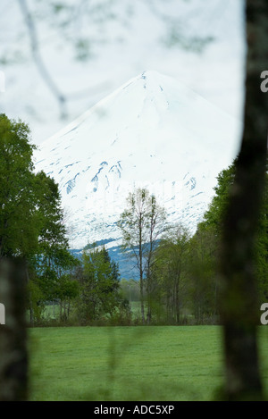 Snow-capped mountain visto attraverso la vegetazione in primo piano Foto Stock