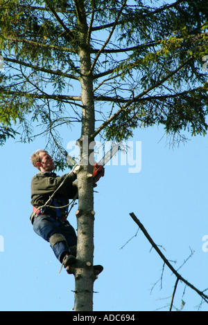 Chirurgo dell'albero Foto Stock